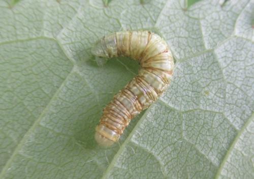 Operophtera brumata